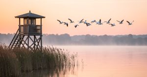 Lac de Shkodra en Albanie : paradis des 240 espèces d'oiseaux